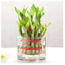 Lucky Bamboo