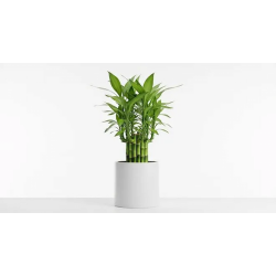 lucky bamboo